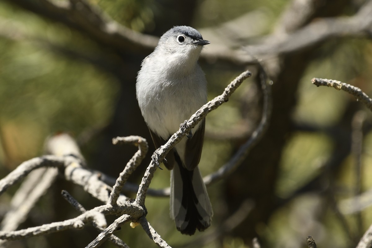 Blue-gray Gnatcatcher - ML633790617