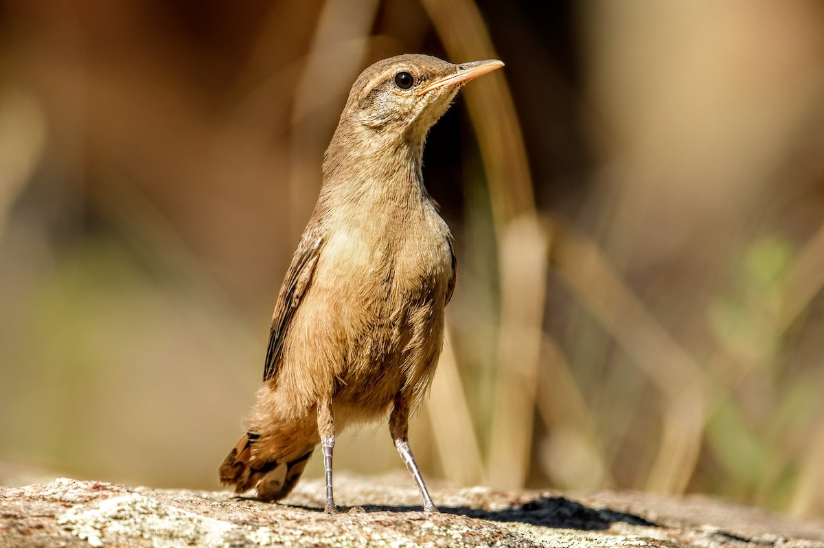 Rock Wren - ML633790629