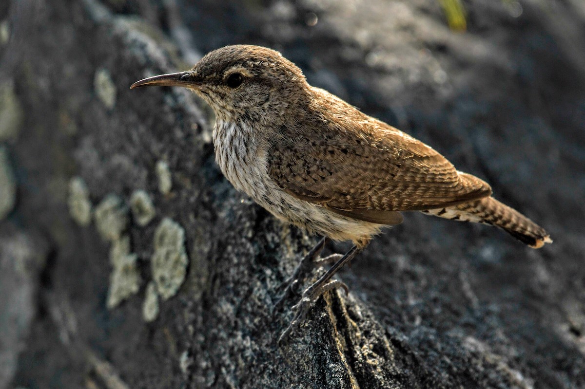 Rock Wren - ML633790630