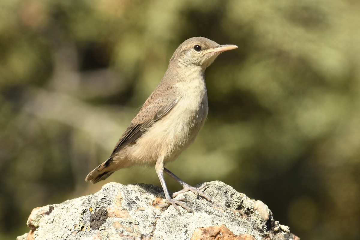 Rock Wren - ML633790631