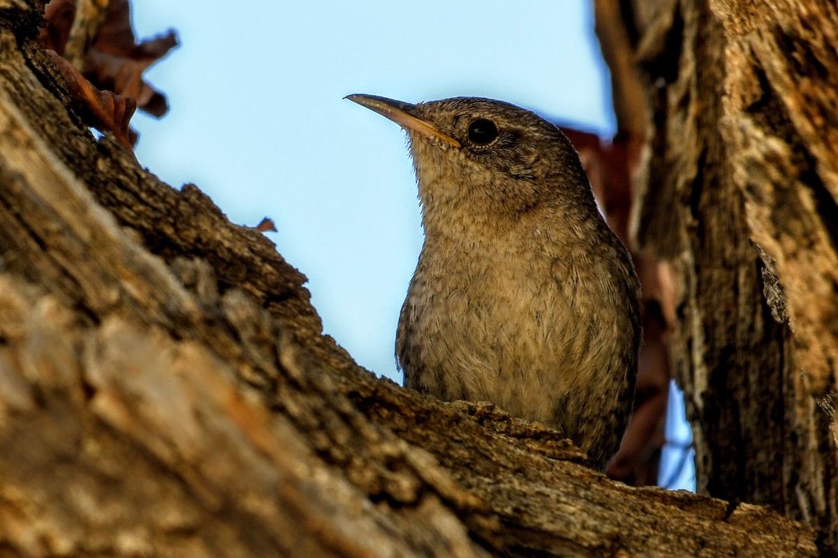 Northern House Wren - ML633790639