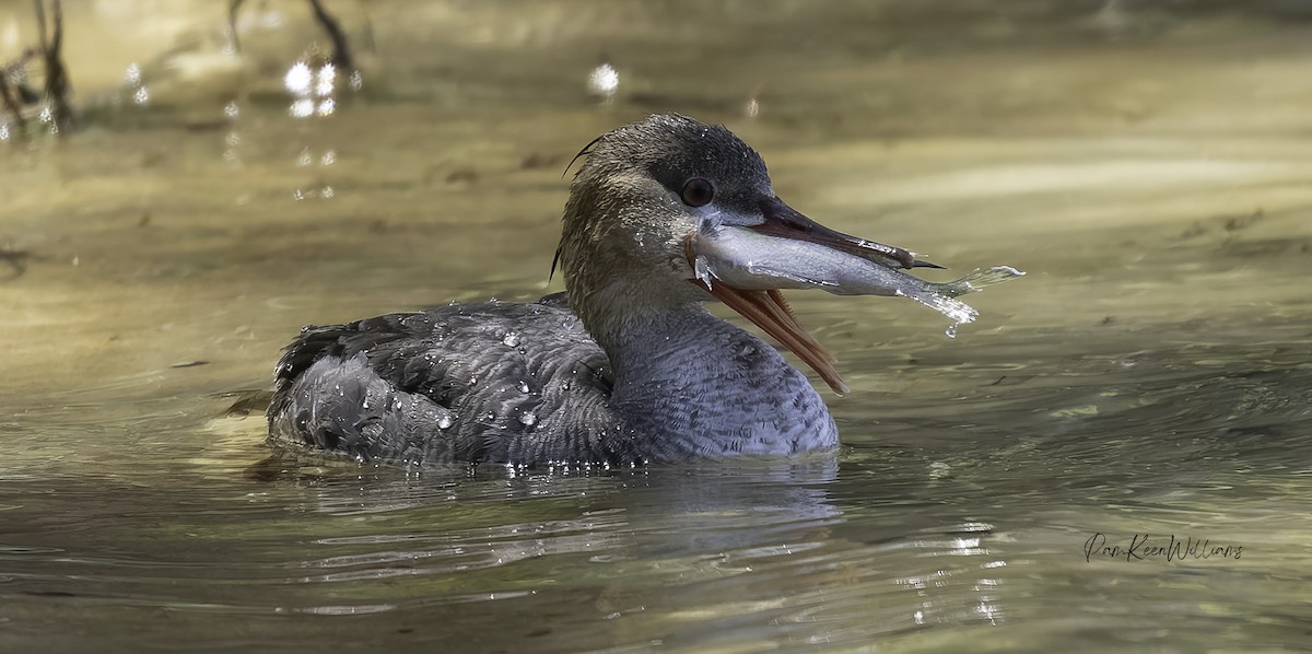 Mittelsäger - ML633790655