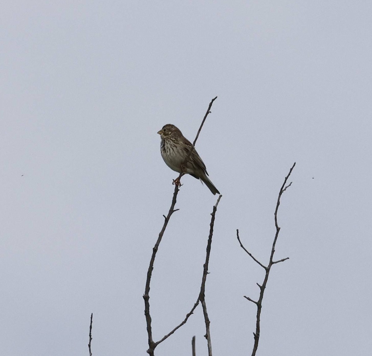 Corn Bunting - ML633790727