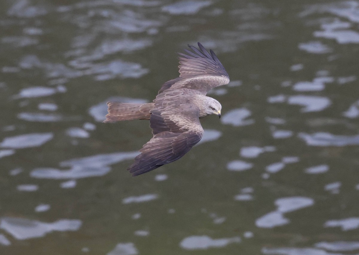 Black Kite - ML633790820