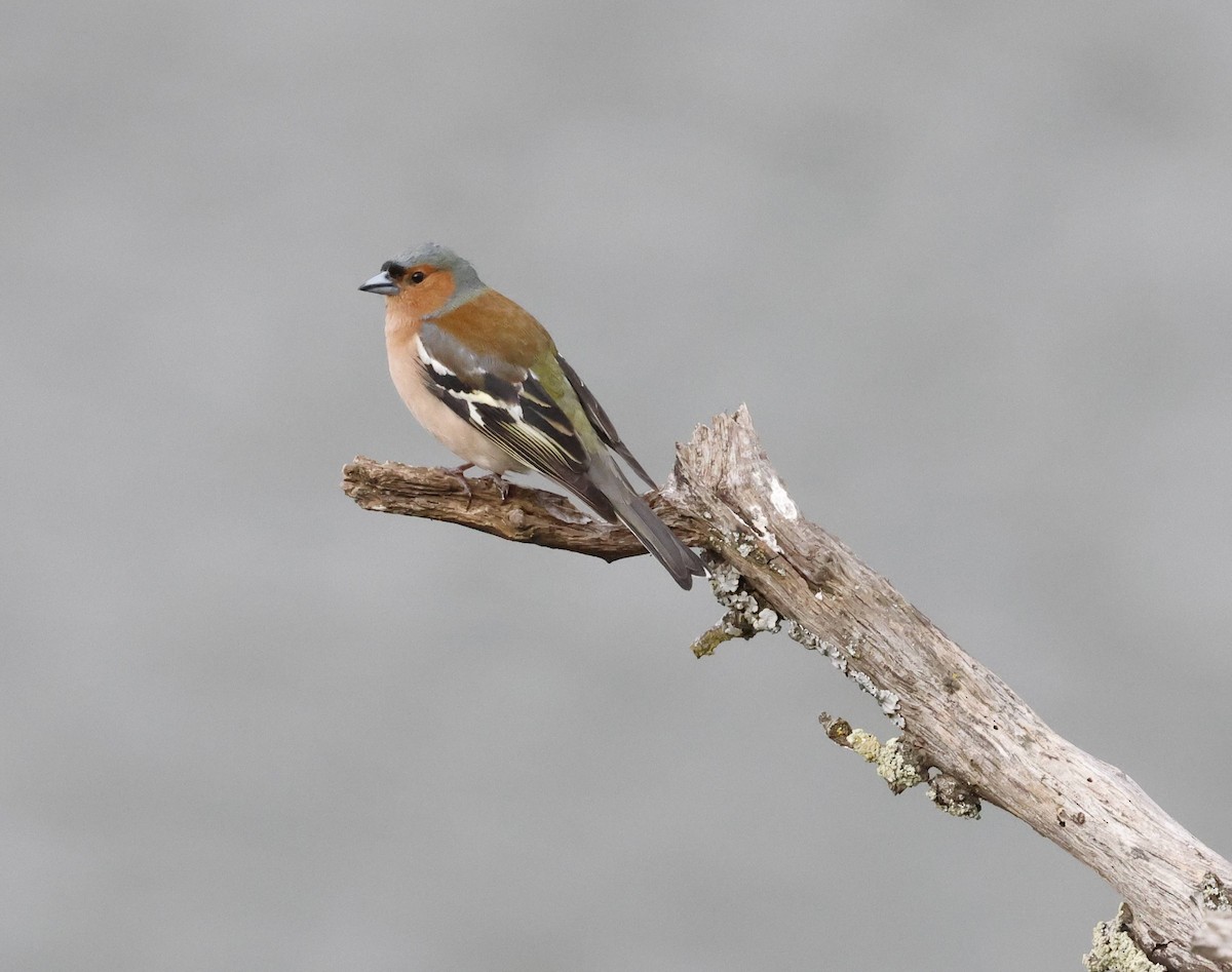 Common Chaffinch - ML633790969