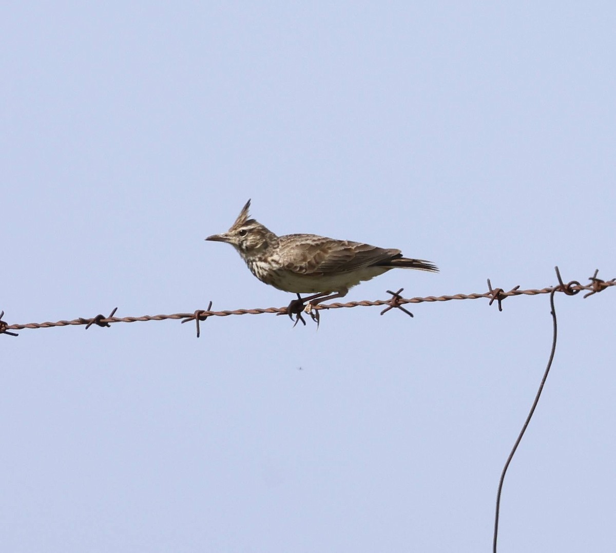 Crested Lark - ML633791020