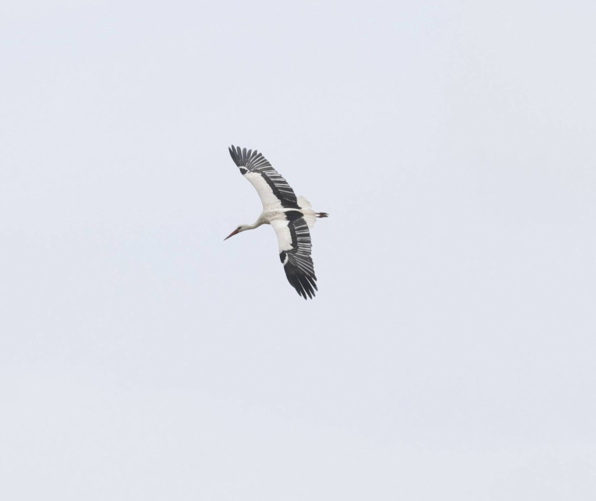 White Stork - ML633791127