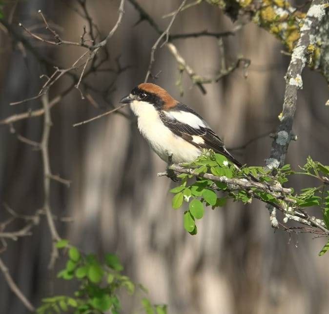 Woodchat Shrike - ML633791135