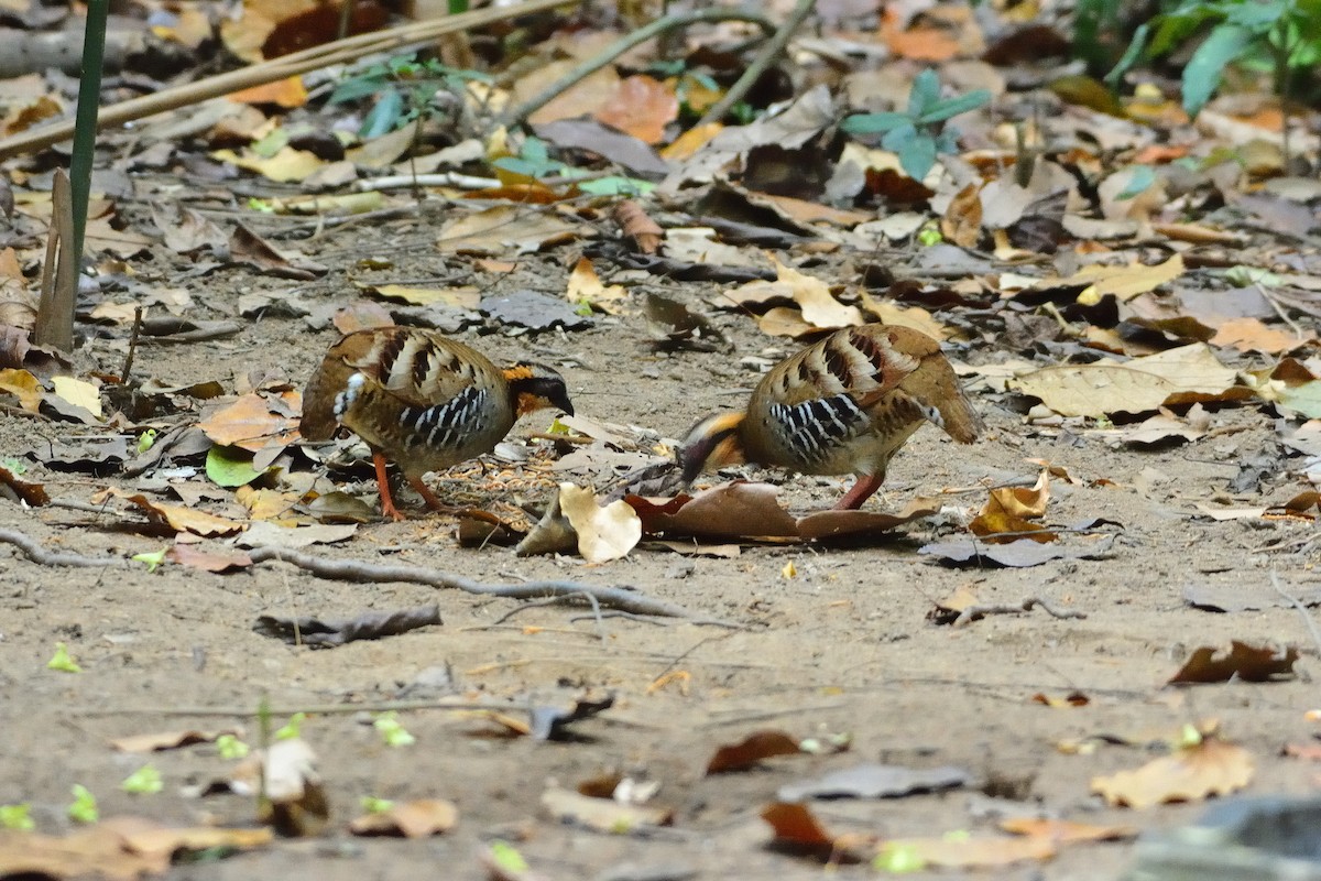 Orange-necked Partridge - ML633791143