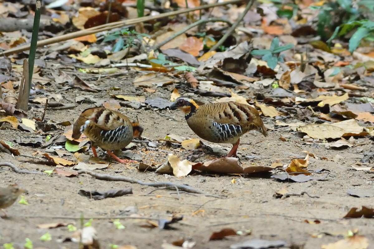 Orange-necked Partridge - ML633791145
