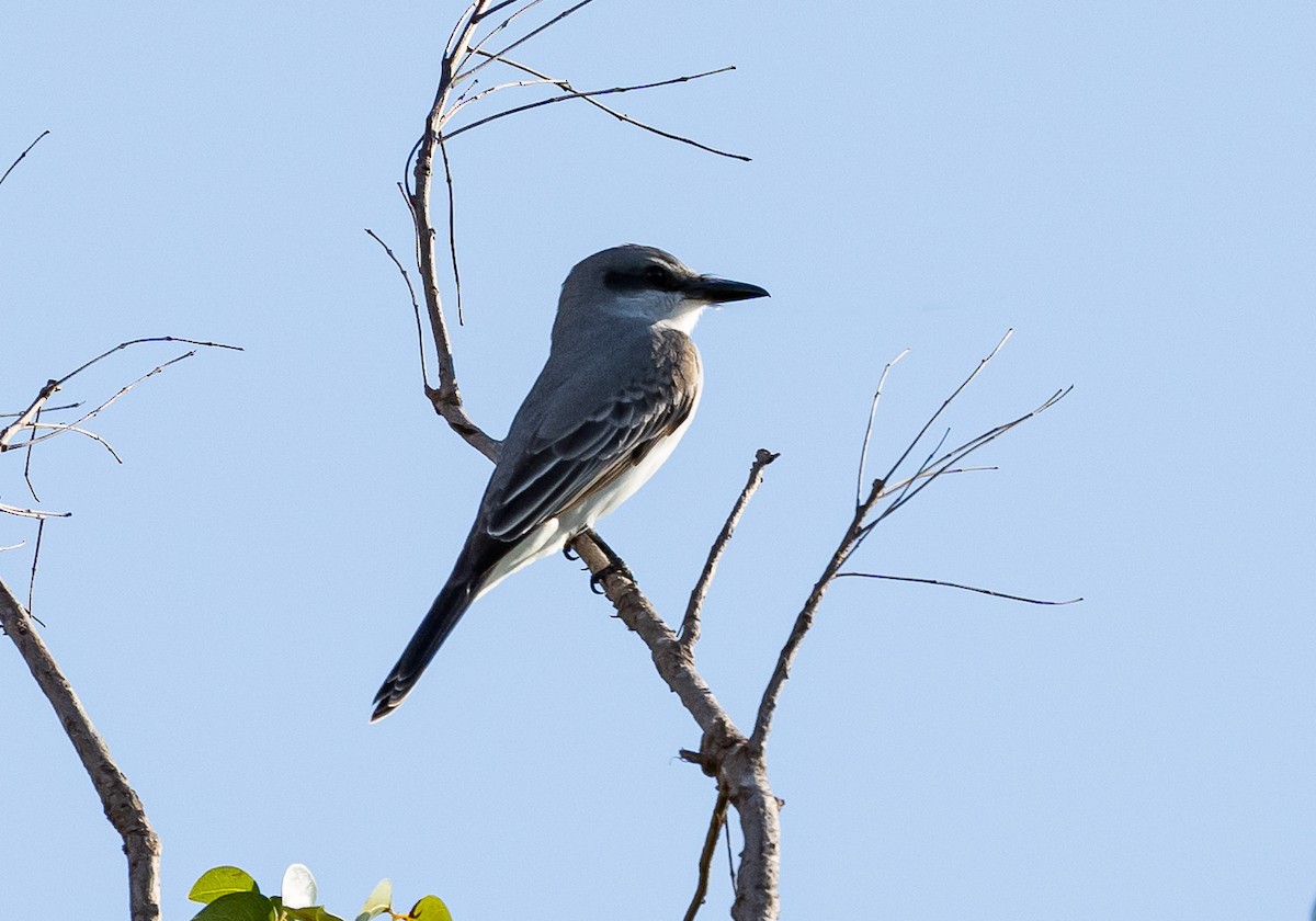 Gray Kingbird - ML633791288