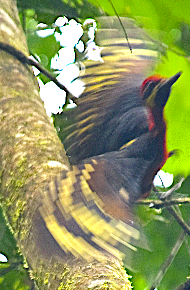 Crimson-bellied Woodpecker - ML633791489