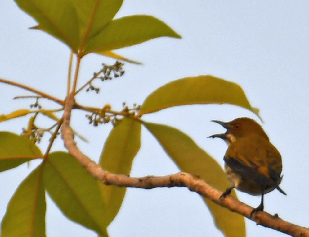 Yellow-vented Flowerpecker - ML633791554