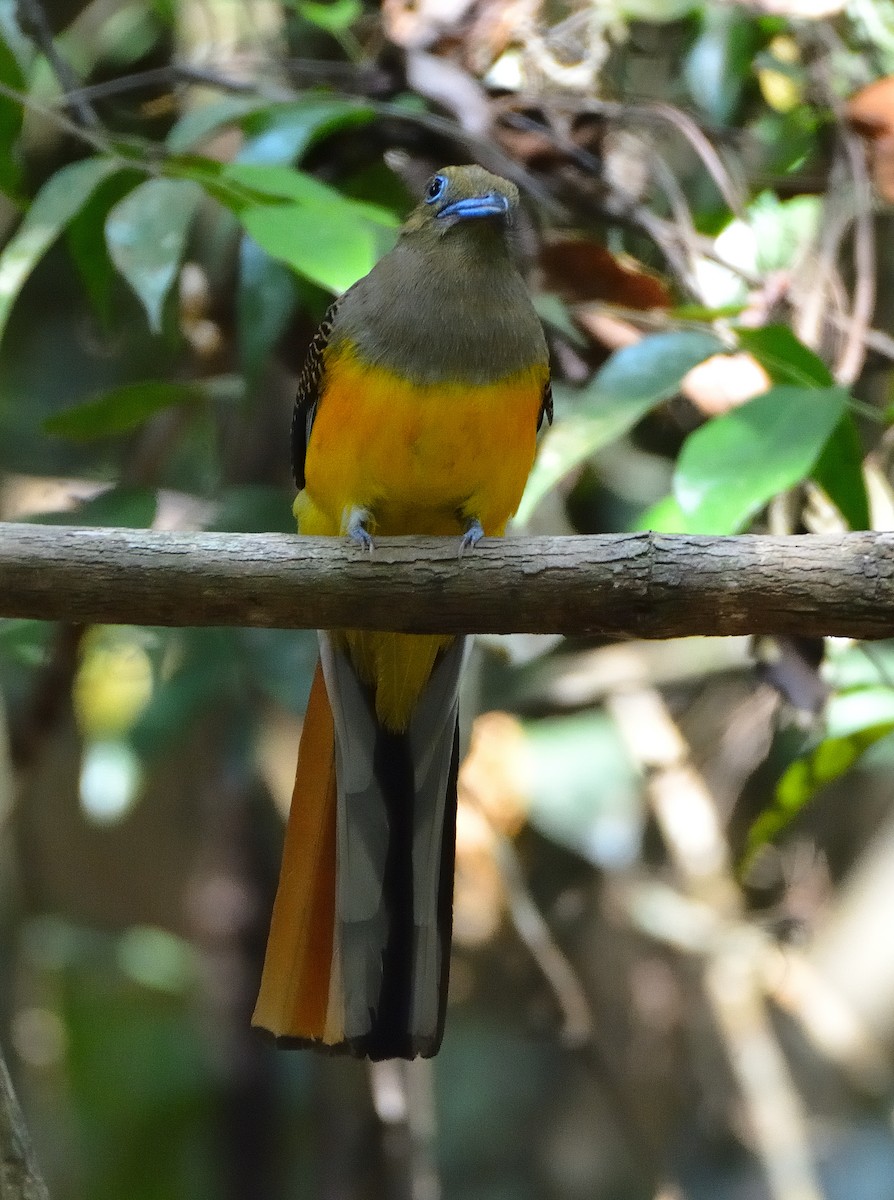 Orangebauchtrogon - ML633791567