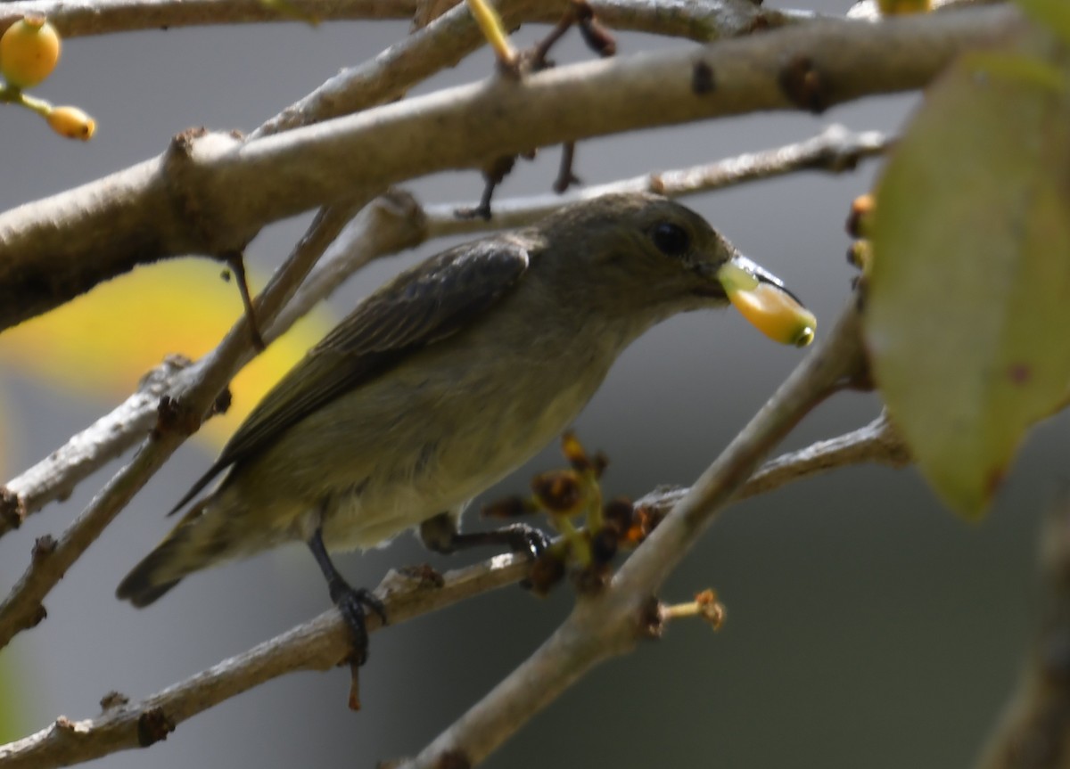 Plain Flowerpecker - ML633791568