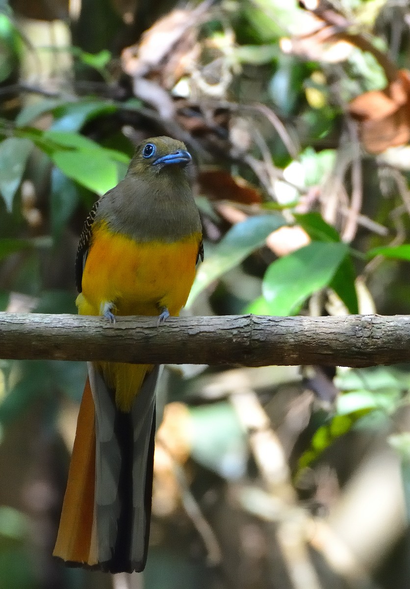 Orangebauchtrogon - ML633791569