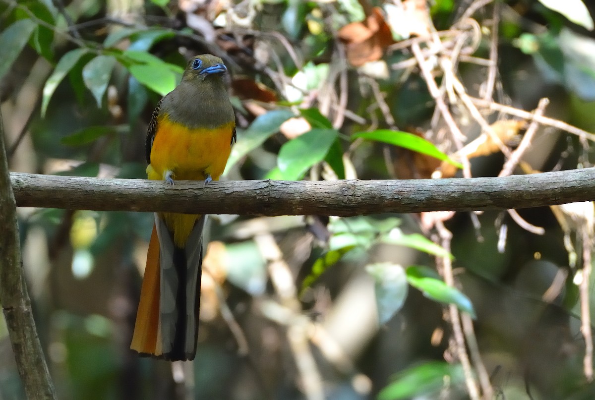 Orangebauchtrogon - ML633791571