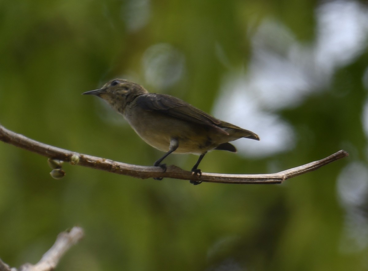 Scarlet-backed Flowerpecker - ML633791588