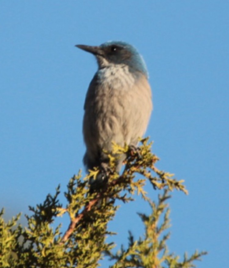Woodhouse's Scrub-Jay - ML633791841