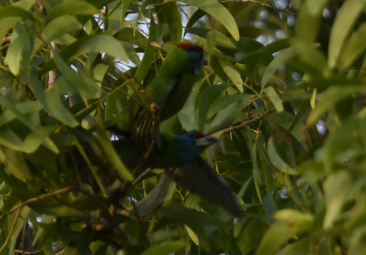 Blue-throated Barbet - ML633791850