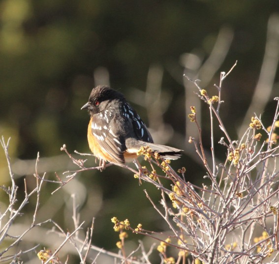 Spotted Towhee - gary austin