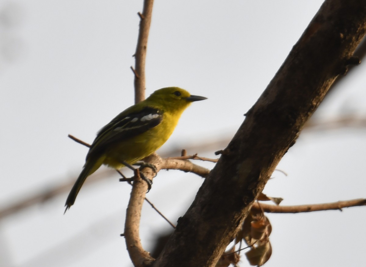 Common Iora - ML633791867