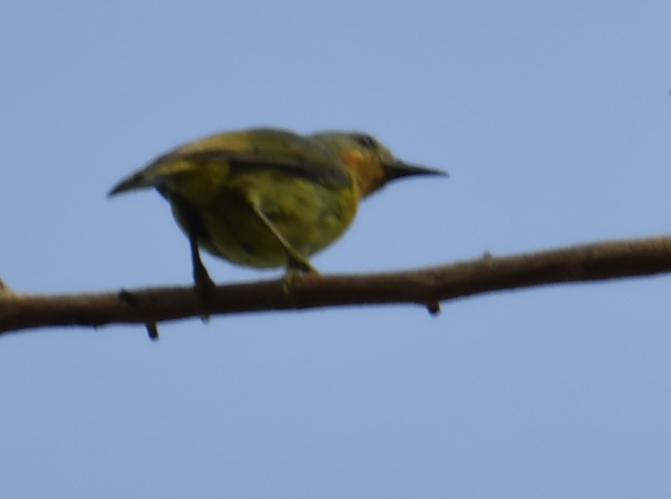 Ruby-cheeked Sunbird - ML633791895