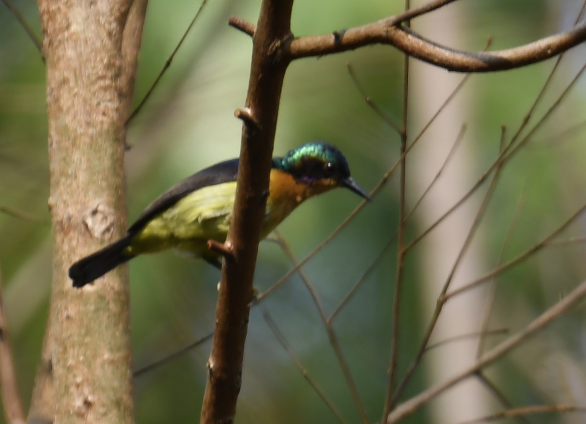 Ruby-cheeked Sunbird - ML633791896