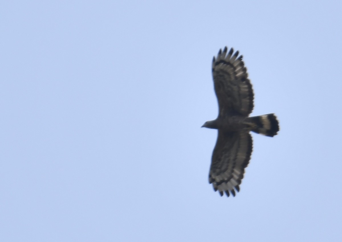 Oriental Honey-buzzard - ML633791920