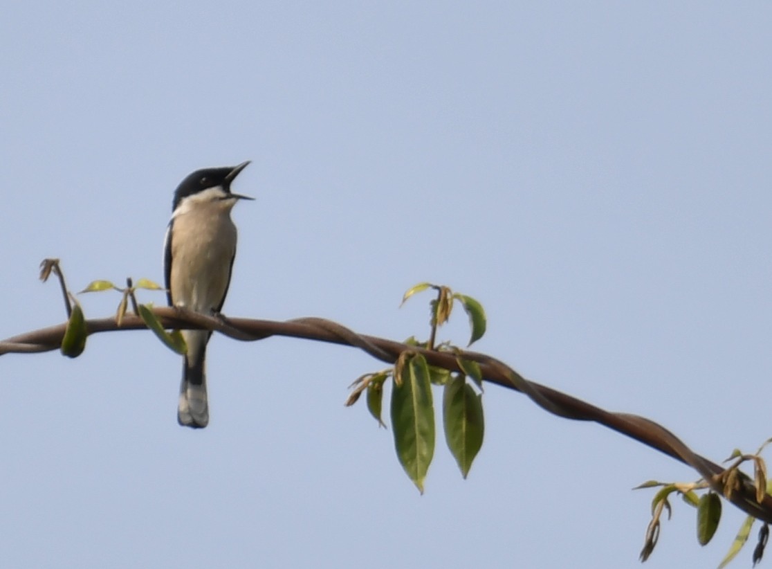 Bar-winged Flycatcher-shrike - ML633791925