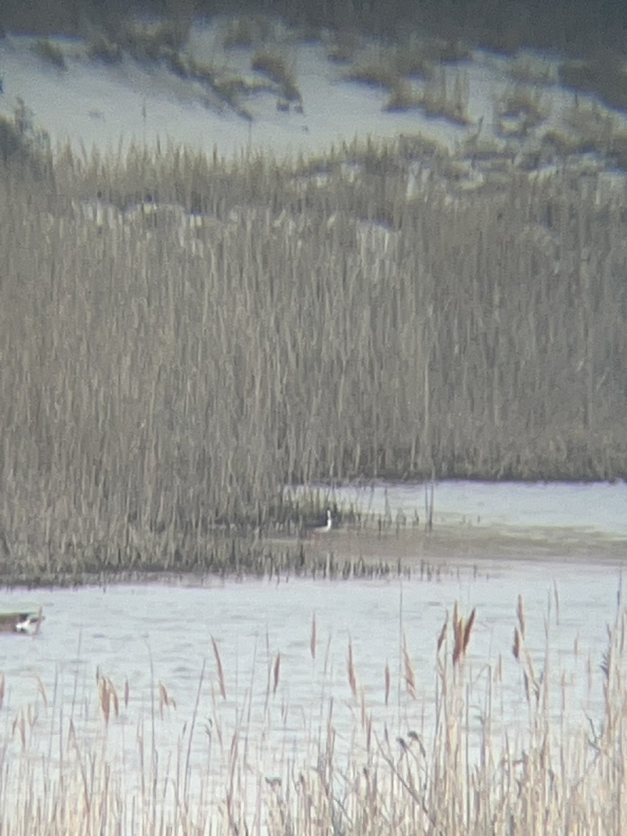 Black-necked Stilt - ML633791939