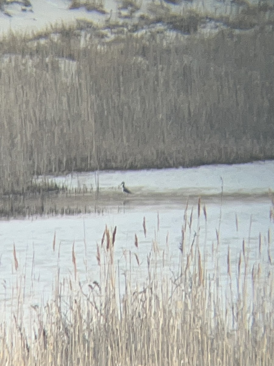 Black-necked Stilt - ML633791940