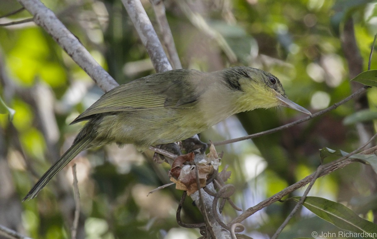 Long-billed Bernieria - ML633791974