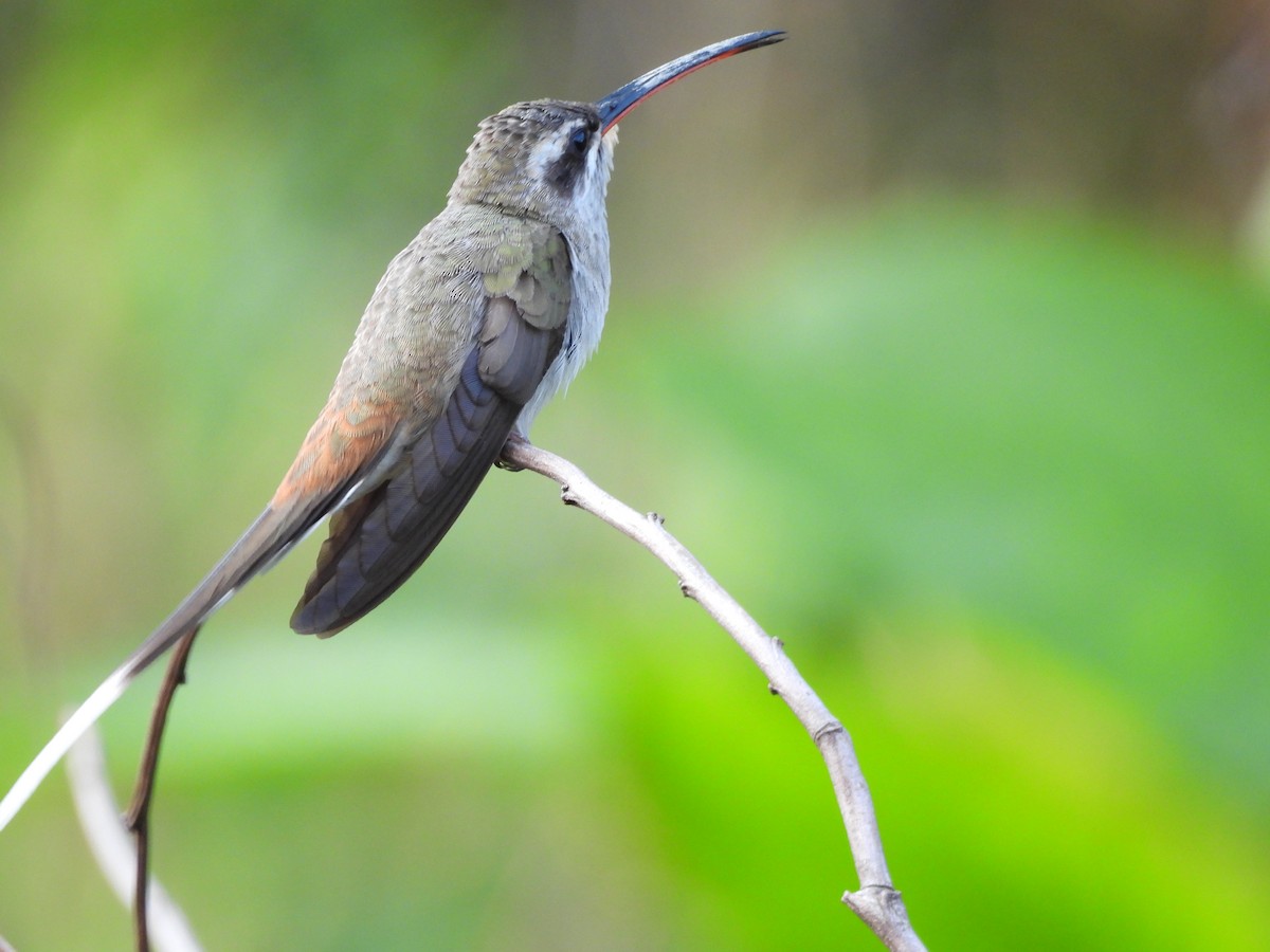 Sooty-capped Hermit - ML633791982