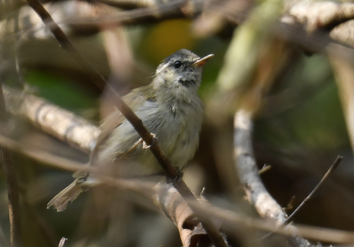 Buff-barred Warbler - ML633792001