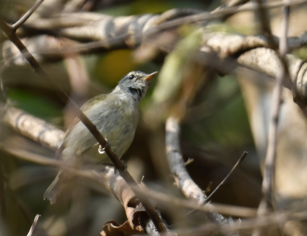 Buff-barred Warbler - ML633792002