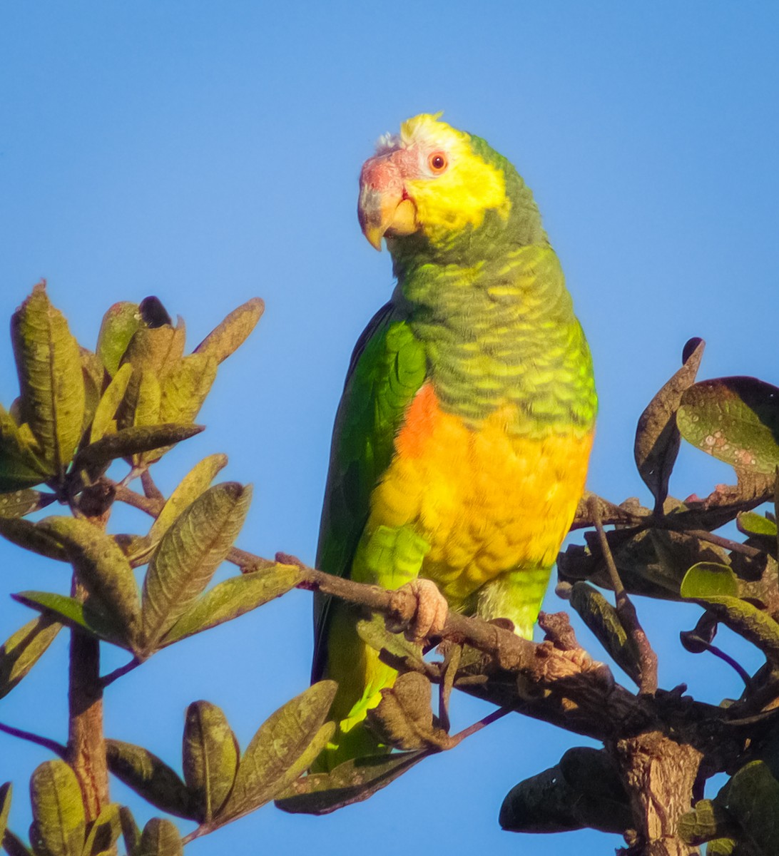 Yellow-faced Parrot - ML633792019