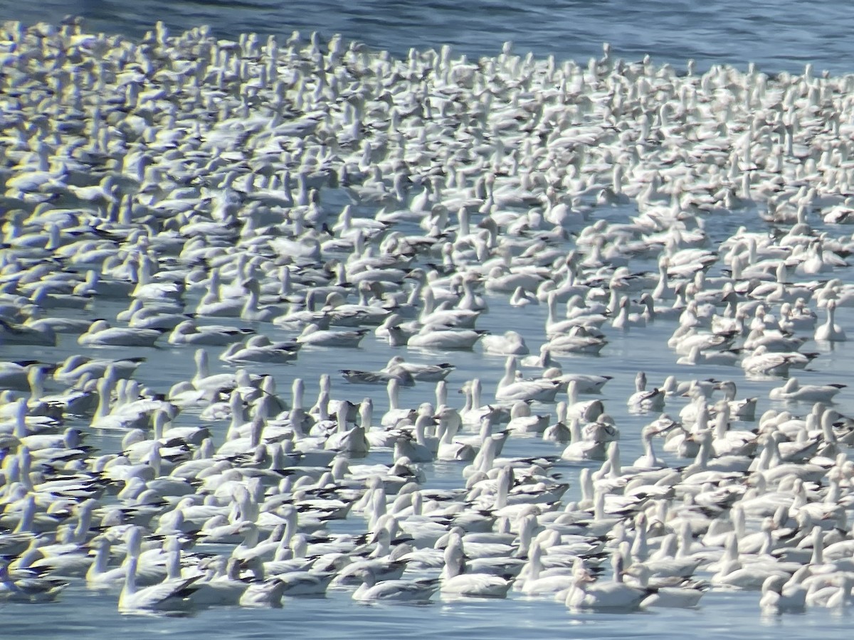 Snow Goose - ML633792061