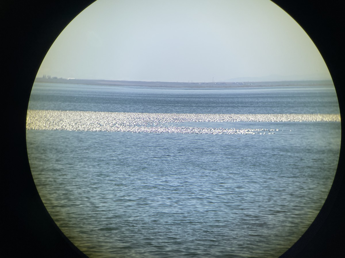 Snow Goose - ML633792062