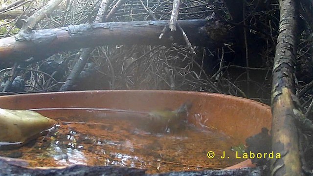 Sommergoldhähnchen - ML633792374
