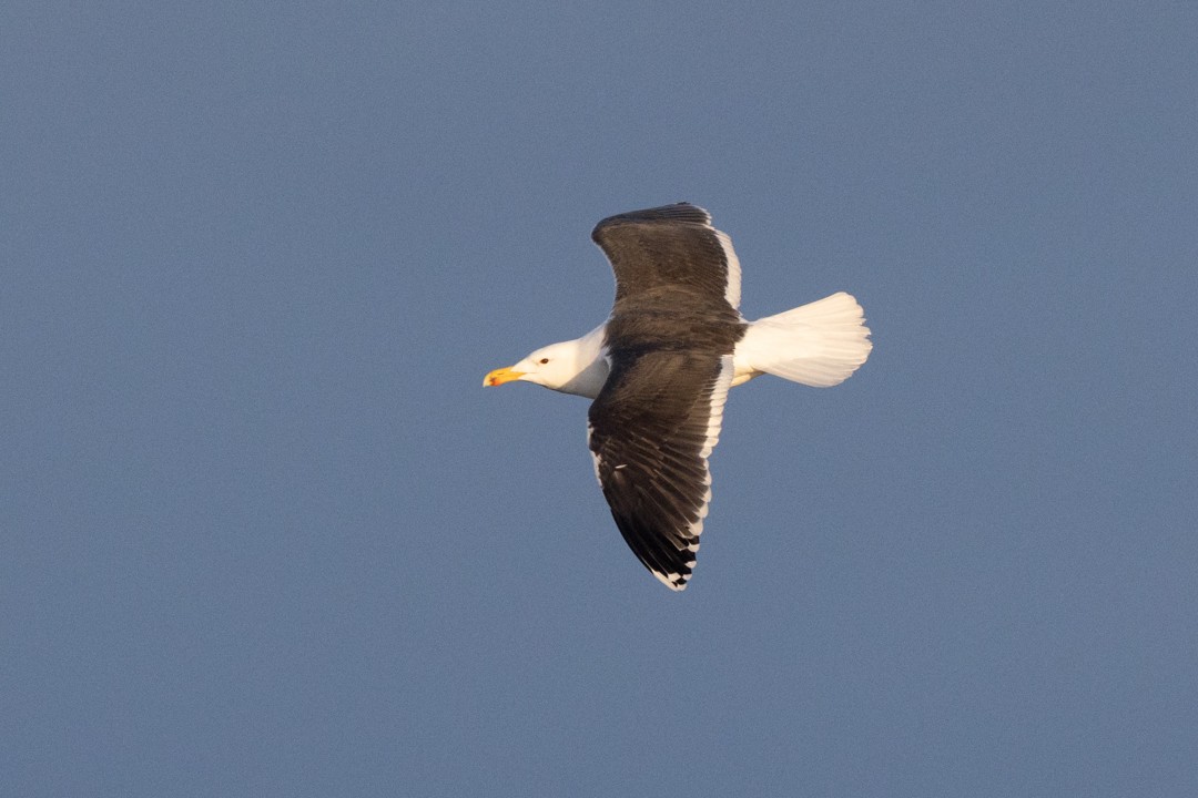 Great Black-backed Gull - ML633792849