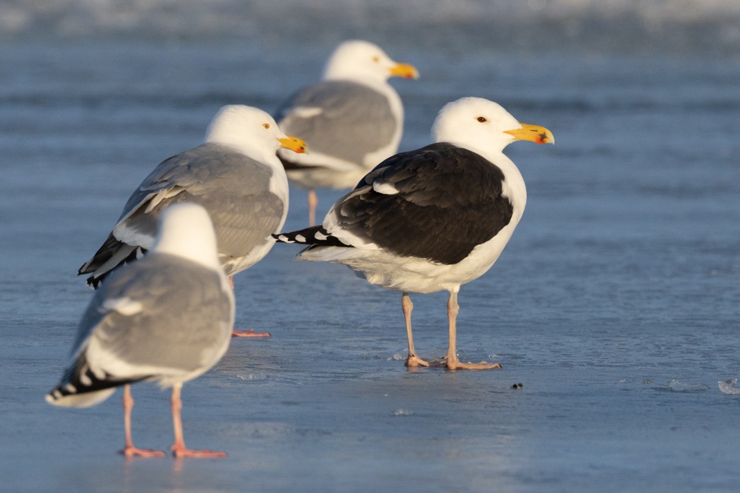 Great Black-backed Gull - ML633792850