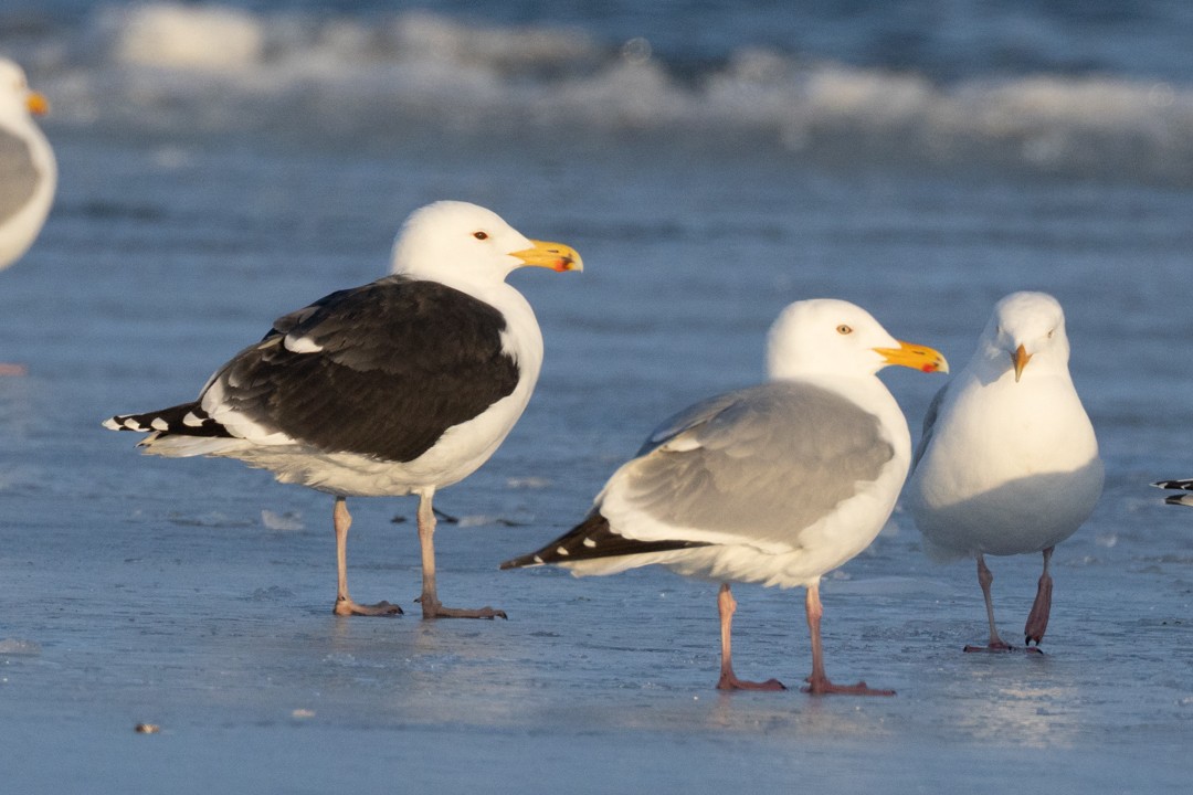 Great Black-backed Gull - ML633792851