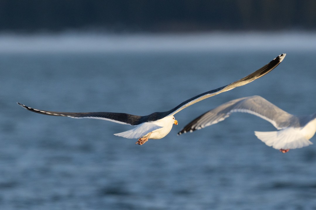 Great Black-backed Gull - ML633792852