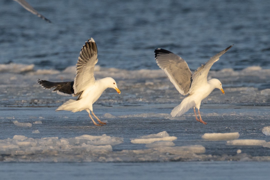 Great Black-backed Gull - ML633792854