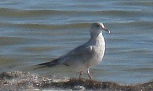Halkalı Martı - ML633792914