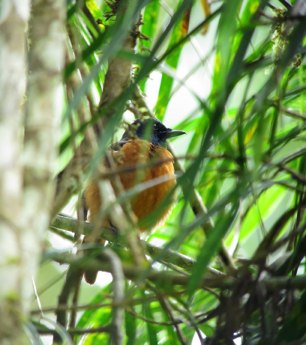 Blue-fronted Flycatcher - ML63379301