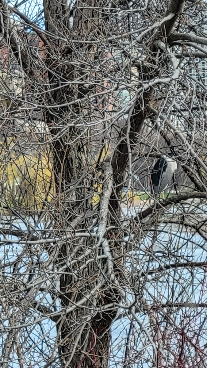 Black-crowned Night Heron - ML633793015