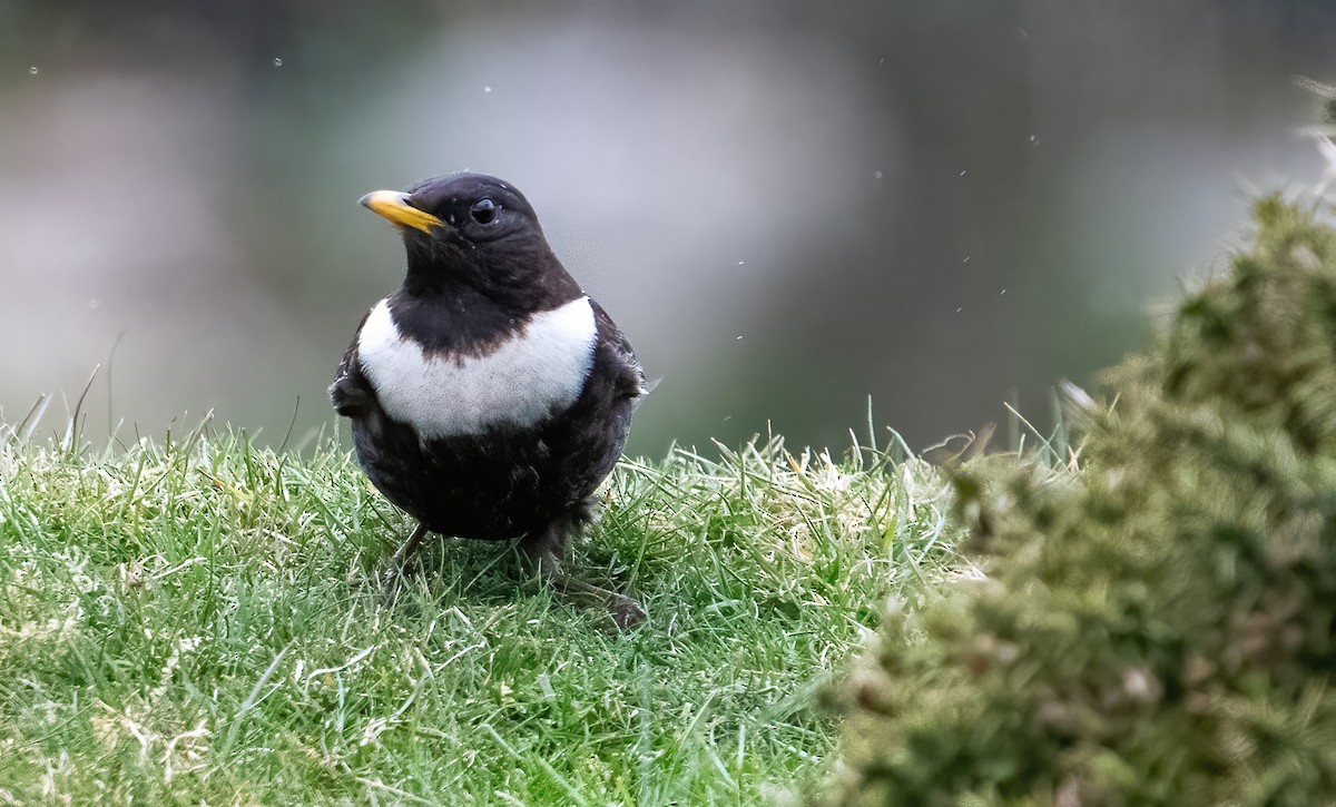 Ring Ouzel - ML633793022