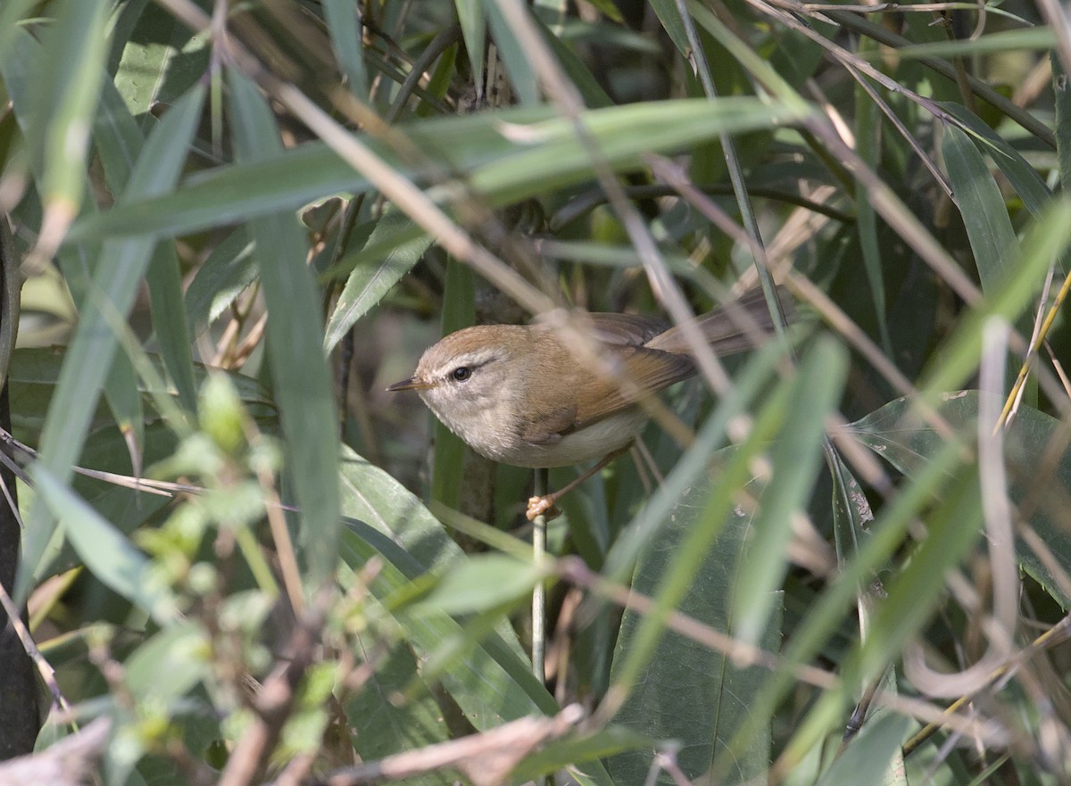 Hume's Bush Warbler - ML633793096